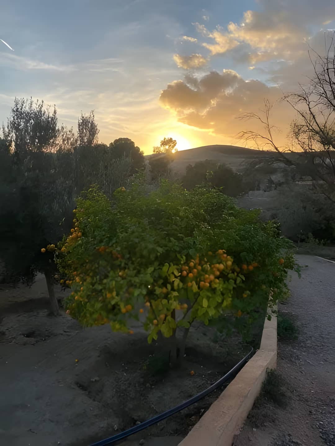 Vente Terrain Agricole Aïn Témouchent Ain Temouchent - Photo 1