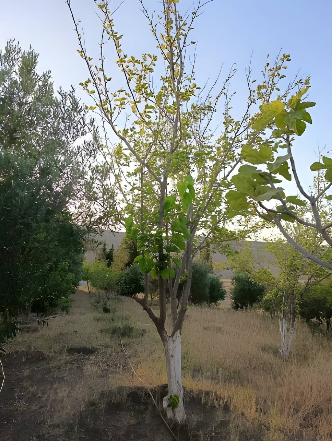 Vente Terrain Agricole Aïn Témouchent Ain Temouchent - Photo 3