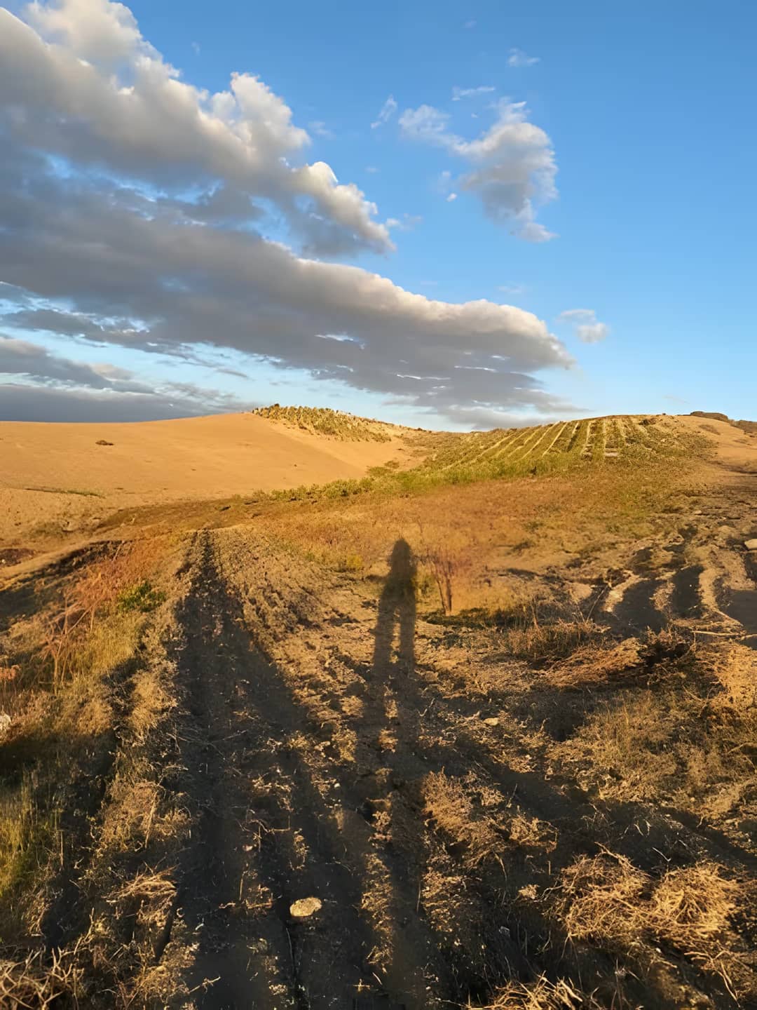 Vente Terrain Agricole Aïn Témouchent Ain Temouchent - Photo 5