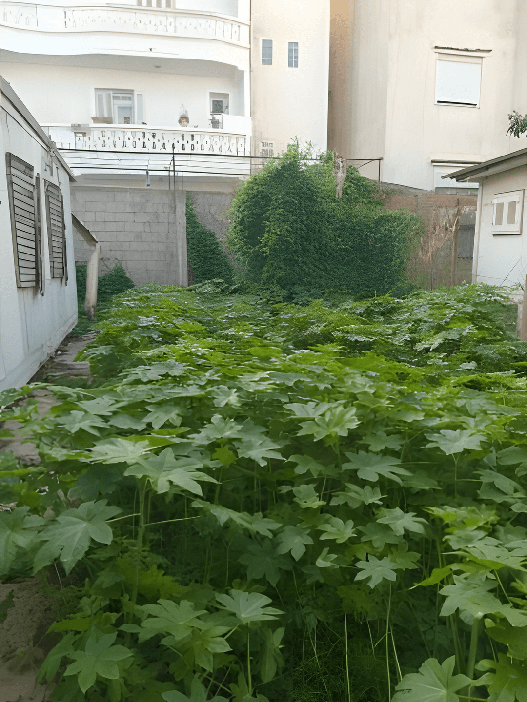 Vente Terrain Boumerdès Boumerdes - Photo 5