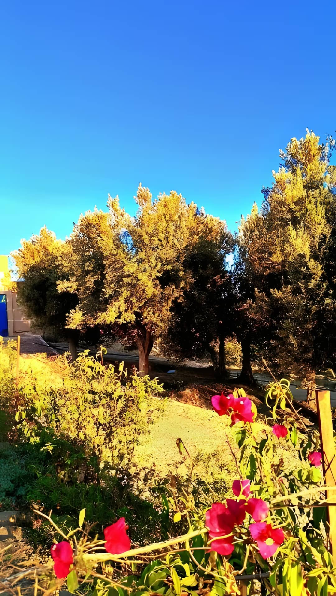 Vente Terrain Agricole Aïn Témouchent Ain Temouchent - Photo 6