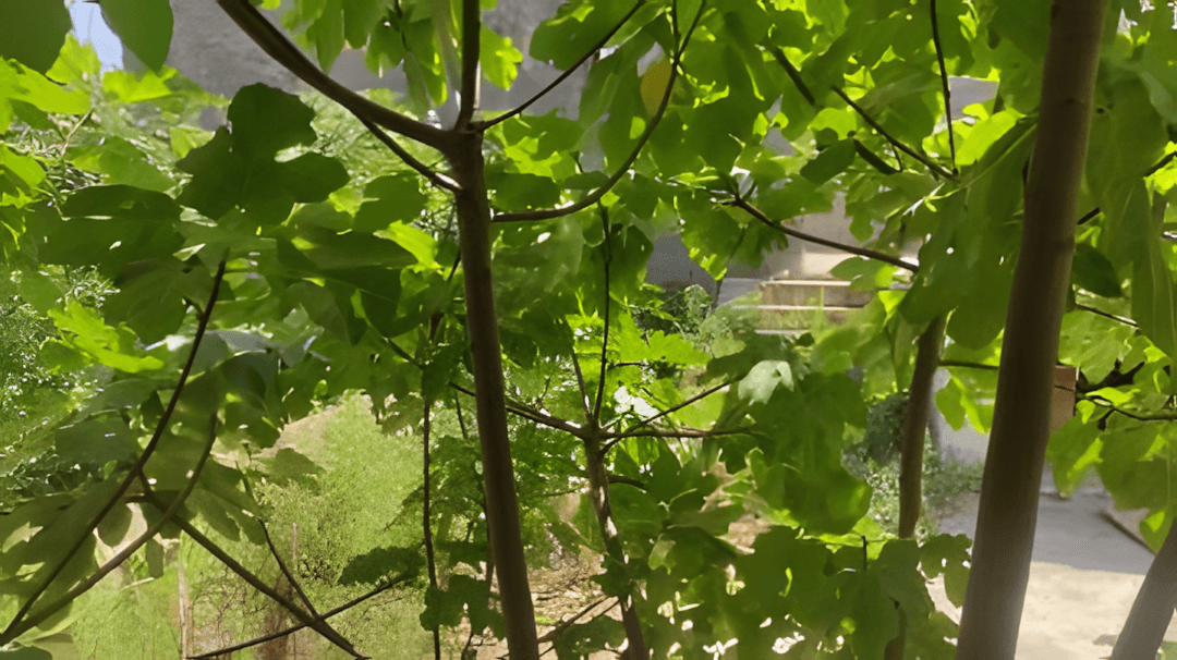 Vente Terrain Boumerdès Thenia - Photo 6