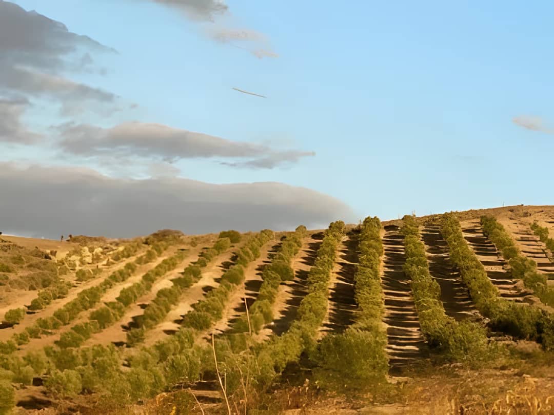 Vente Terrain Agricole Aïn Témouchent Ain Temouchent - Photo 10