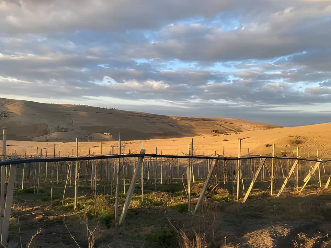 Vente Terrain Agricole Aïn Témouchent Ain Temouchent - Photo 13