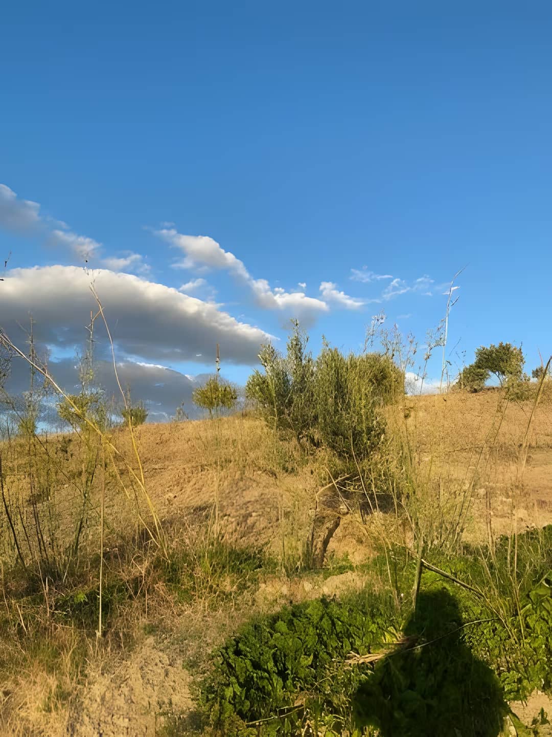 Vente Terrain Agricole Aïn Témouchent Ain Temouchent - Photo 18