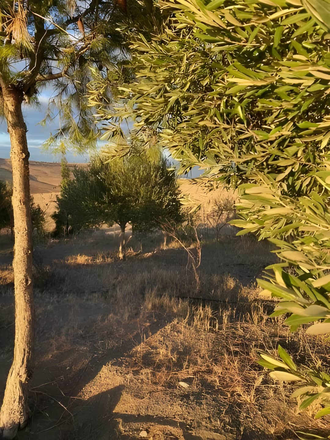 Vente Terrain Agricole Aïn Témouchent Ain Temouchent - Photo 19