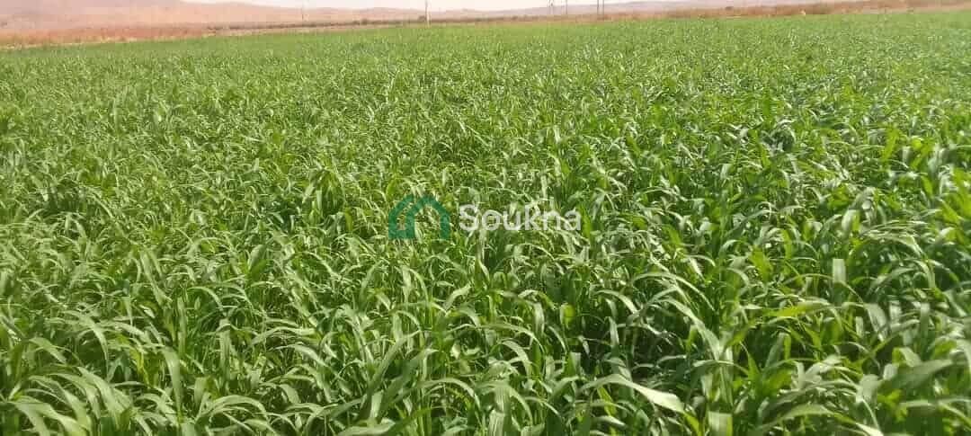 À vendre terrain agricole - Photo 2