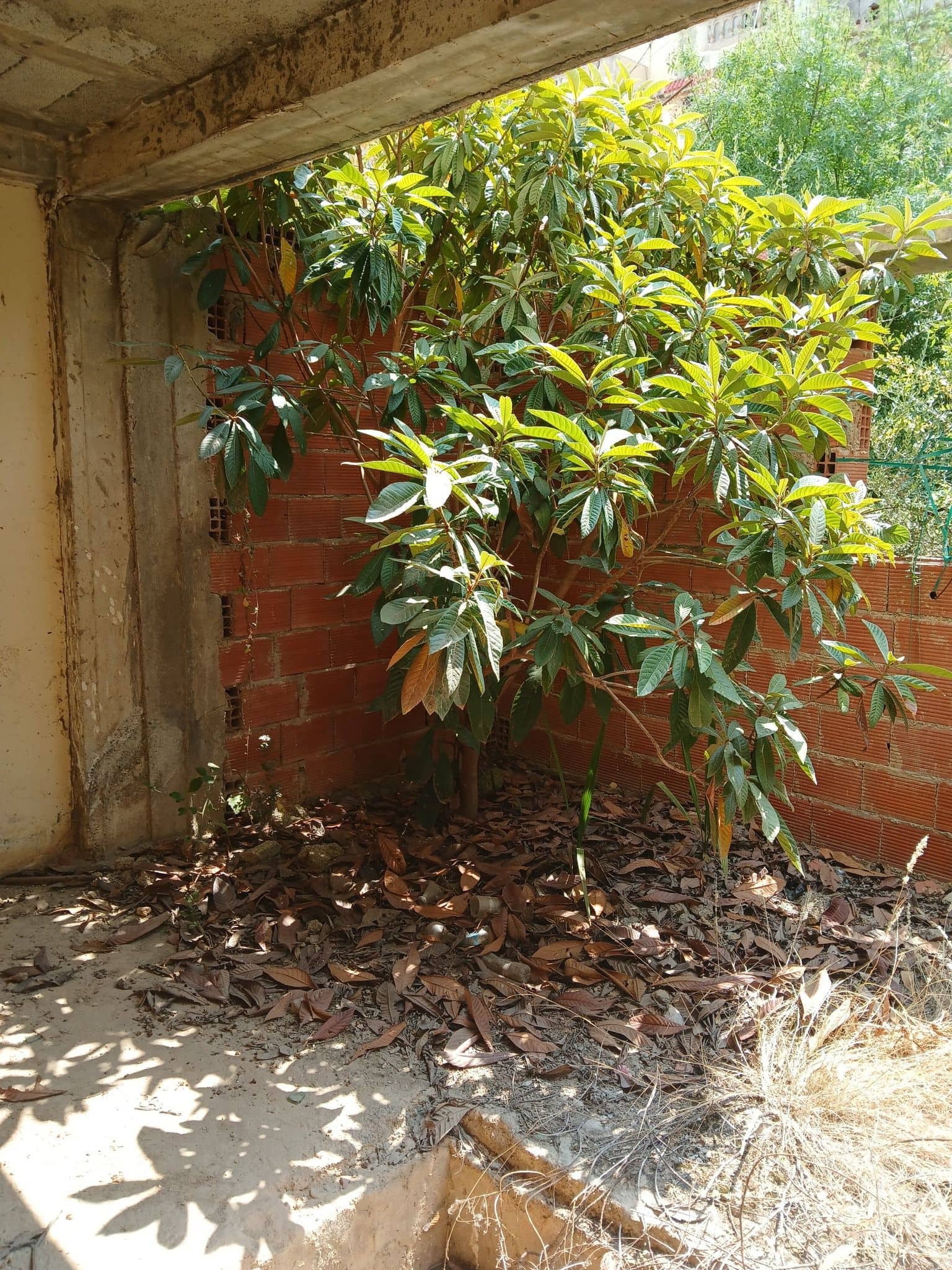 Maison individuelle en formule participative à vendre – Souk Ahras-4