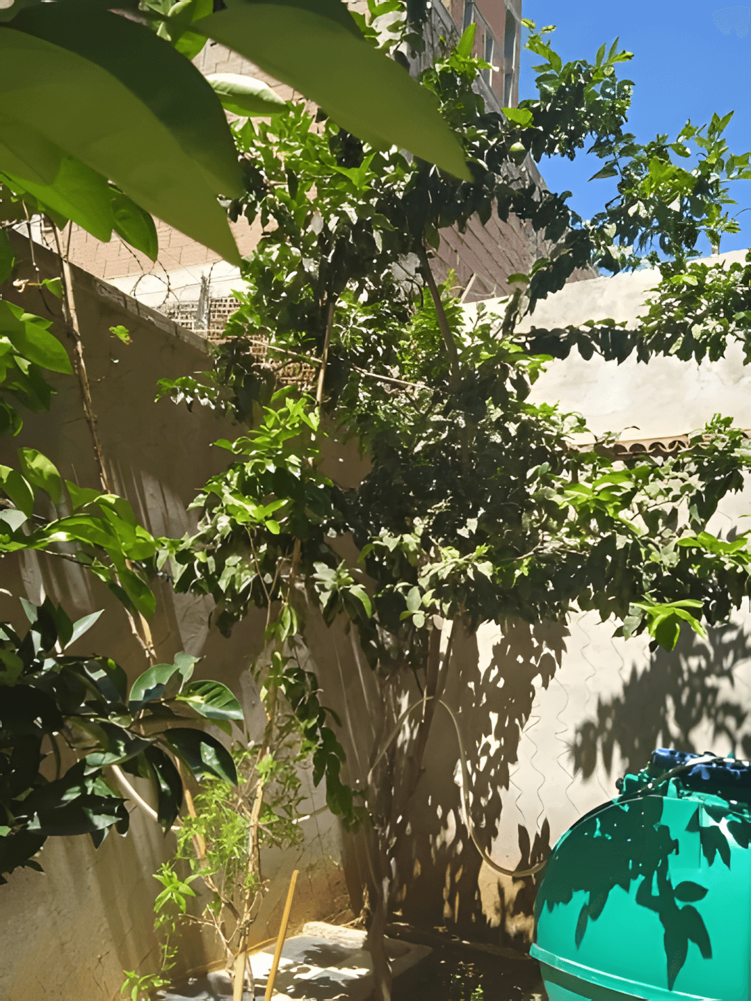 Vente Villa Tipaza Cherchell-9