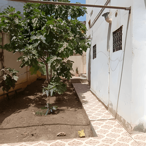 Vente Villa Boumerdès Corso-6