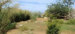 Vente Terrain Alger Rais Hamidou - Photo 2