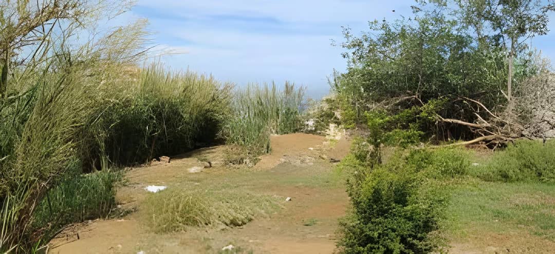 Vente Terrain Alger Rais Hamidou - Photo 2