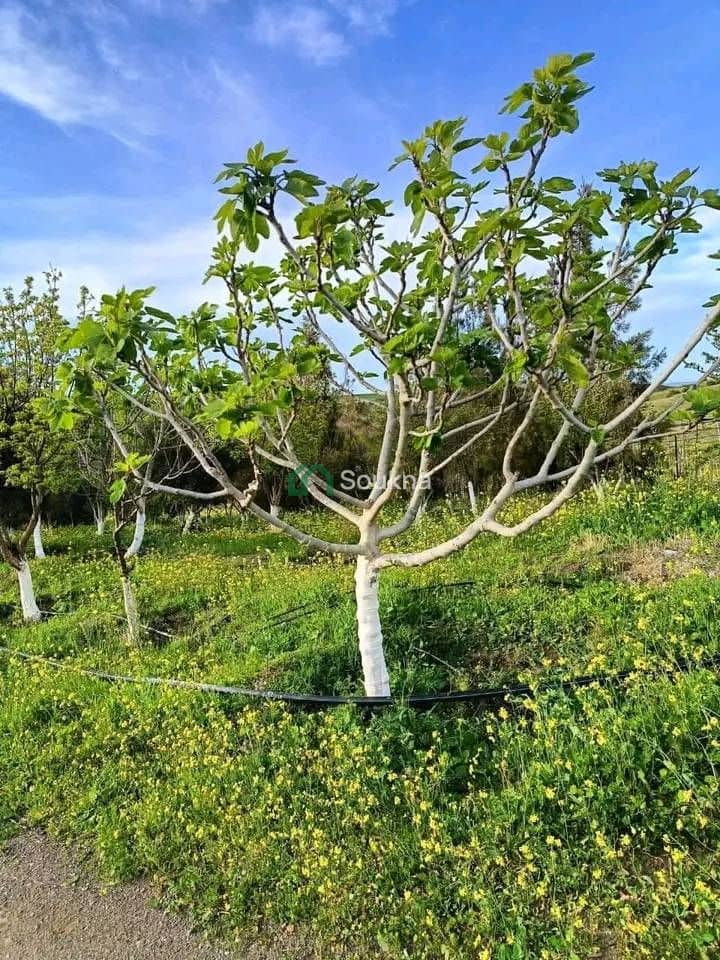 À vendre Ferme de prestige - Photo 11